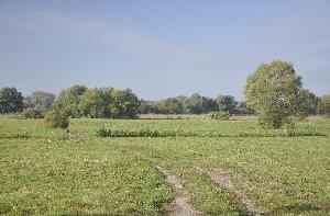 Toruń - łąki nadwiślańskie