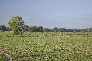 Toruń - łąki nadwiślańskie