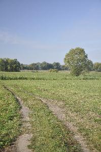 Toruń - łąki nadwiślańskie