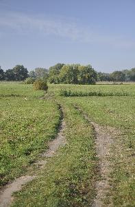 Toruń - łąki nadwiślańskie