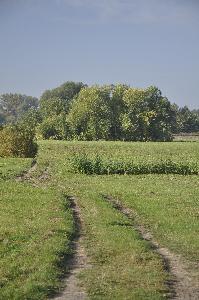 Toruń - łąki nadwiślańskie