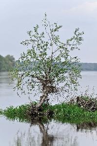 Toruń - nad Wisłą