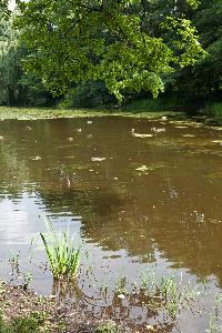 Aleksandrów Kujawski - park przy pałacu Trojanowskich