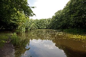 Aleksandrów Kujawski - park przy pałacu Trojanowskich