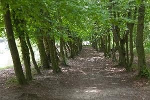 Aleksandrów Kujawski - park przy pałacu Trojanowskich