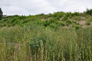 Toruń - budowa mostu drogowego wraz z drogami dojazdowymi