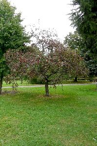 Malus x purpurea