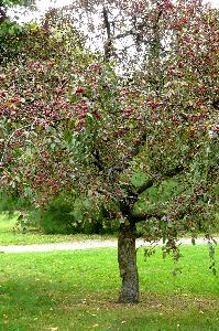 Malus x purpurea