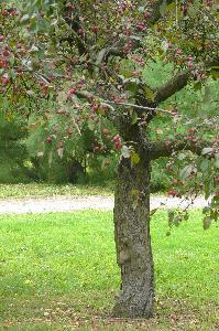 Malus x purpurea