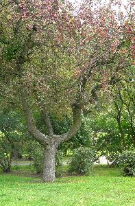 Malus x purpurea