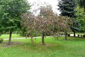 Malus x purpurea