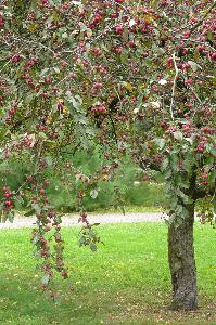 Malus x purpurea