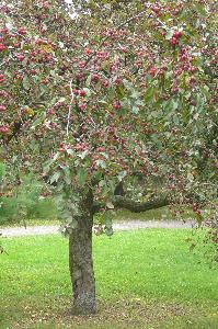 Malus x purpurea