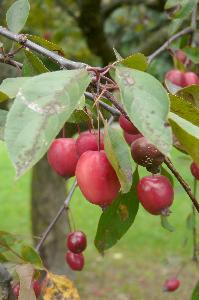 Malus x purpurea