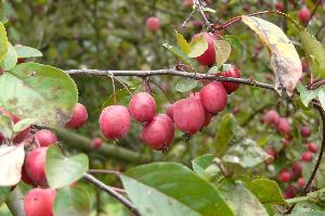 Malus x purpurea