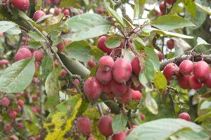 Malus x purpurea