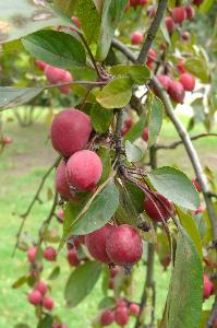 Malus x purpurea