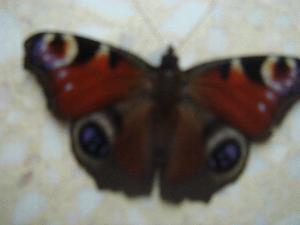 Imago