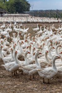 Kołuda Wielka - Krajowy Ośrodek Badawczo-hodowlany Gęsi
