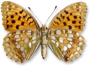 Argynnis adippe_samica_spod