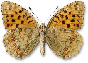 Argynnis adippe_samica_spod