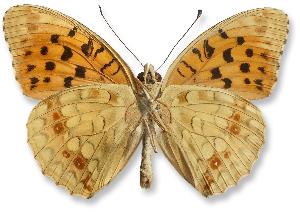 Argynnis adippe_samiec_spod