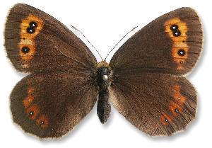 Erebia aethiops_samica