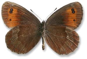 Erebia aethiops_samiec_spod