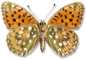 Argynnis aglaja_samica_spod