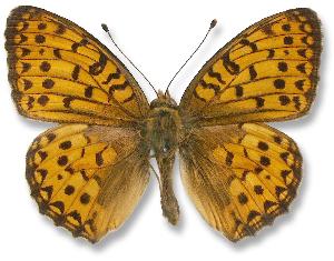 Argynnis aglaja_samiec