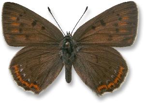 Lycaena alciphron - samica