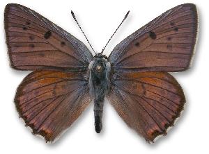 Lycaena alciphron - samiec