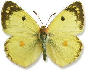 Colias alfacariensis_samiec