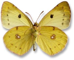 Colias alfacariensis_samiec_spod