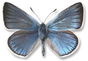 Polyommatus amandus - samiec