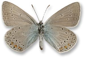 Polyommatus amandus - samiec - spód