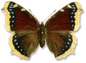 Nymphalis antiopa - samica