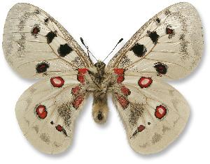 Parnassius apollo - samiec - spód