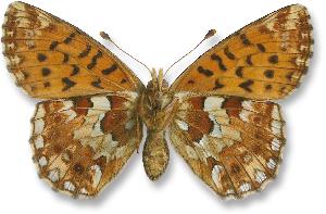 Boloria aquilonaris_samica_spod