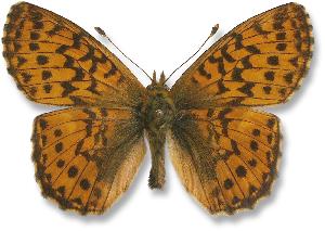 Boloria aquilonaris_samiec