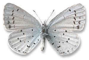 Celastrina argiolus_samica_spod