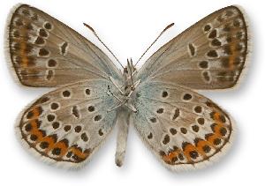 Plebejus argus - samiec - spód