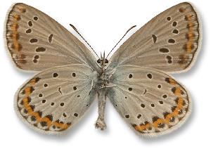 Plebejus argyrognomon - samiec - spód