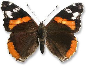 Vanessa atalanta_forma