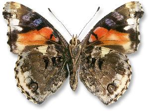 Vanessa atalanta_forma_spod