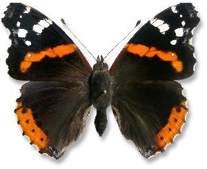 Vanessa atalanta_samica