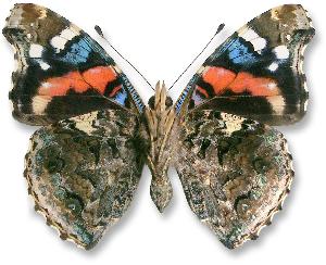 Vanessa atalanta_samica_spod