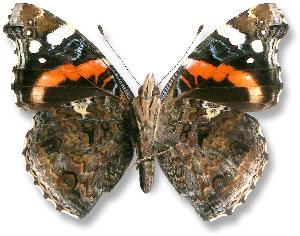 Vanessa atalanta_samiec_spod