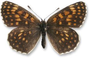 Melitaea athalia - samica