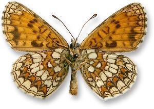 Melitaea athalia - samiec - spód